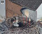 Capi_Dubne_20260503_070502.jpg
