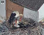 Capi_Dubne_20260503_071003.jpg