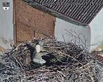 Capi_Dubne_20260503_071502.jpg