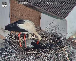 Capi_Dubne_20260503_072003.jpg (1350&nbsp;x&nbsp;1080)