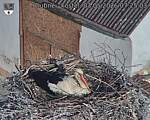 Capi_Dubne_20260503_072503.jpg