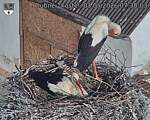 Capi_Dubne_20260503_073003.jpg