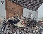 Capi_Dubne_20260503_074003.jpg