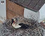 Capi_Dubne_20260503_080003.jpg