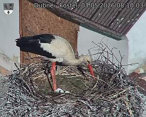 Capi_Dubne_20260503_081003.jpg (1350&nbsp;x&nbsp;1080)