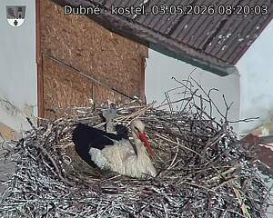 Capi_Dubne_20260503_082003.jpg (1350&nbsp;x&nbsp;1080)
