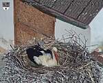 Capi_Dubne_20260503_082503.jpg