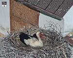 Capi_Dubne_20260503_083002.jpg