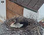 Capi_Dubne_20260503_085003.jpg