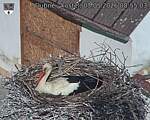Capi_Dubne_20260503_085503.jpg