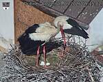 Capi_Dubne_20260503_091502.jpg