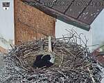 Capi_Dubne_20260503_094003.jpg
