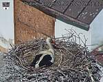 Capi_Dubne_20260503_095002.jpg