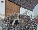 Capi_Dubne_20260503_100003.jpg