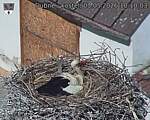 Capi_Dubne_20260503_101003.jpg