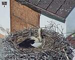 Capi_Dubne_20260503_102003.jpg