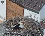 Capi_Dubne_20260503_102504.jpg