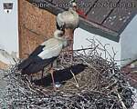 Capi_Dubne_20260503_103003.jpg
