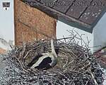 Capi_Dubne_20260503_104502.jpg