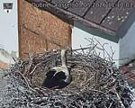 Capi_Dubne_20260503_111003.jpg