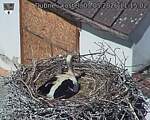 Capi_Dubne_20260503_111502.jpg