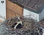 Capi_Dubne_20260503_112004.jpg