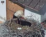 Capi_Dubne_20260503_113002.jpg