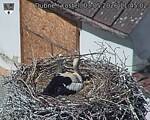 Capi_Dubne_20260503_114502.jpg