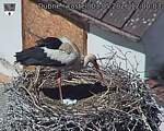 Capi_Dubne_20260503_120003.jpg