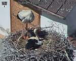 Capi_Dubne_20260503_121003.jpg