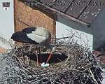 Capi_Dubne_20260503_121502.jpg