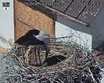 Capi_Dubne_20260503_123503.jpg