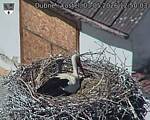 Capi_Dubne_20260503_125003.jpg