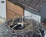 Capi_Dubne_20260503_130003.jpg