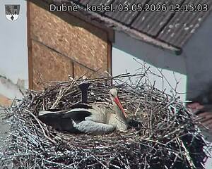 Capi_Dubne_20260503_131503.jpg (1350&nbsp;x&nbsp;1080)