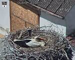Capi_Dubne_20260503_132003.jpg