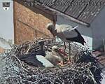 Capi_Dubne_20260503_132503.jpg