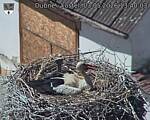 Capi_Dubne_20260503_134003.jpg