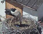 Capi_Dubne_20260503_141002.jpg