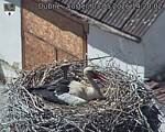 Capi_Dubne_20260503_142002.jpg