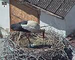 Capi_Dubne_20260503_142506.jpg