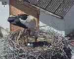 Capi_Dubne_20260503_143502.jpg