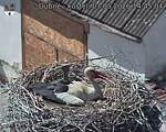 Capi_Dubne_20260503_144504.jpg