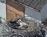 Capi_Dubne_20260503_145004.jpg