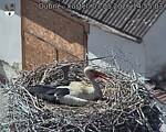 Capi_Dubne_20260503_145503.jpg