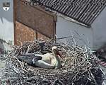 Capi_Dubne_20260503_152502.jpg