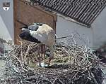 Capi_Dubne_20260503_154503.jpg