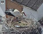 Capi_Dubne_20260503_155002.jpg