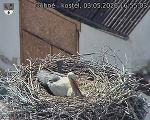 Capi_Dubne_20260503_165503.jpg (1350&nbsp;x&nbsp;1080)