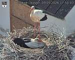 Capi_Dubne_20260503_175003.jpg